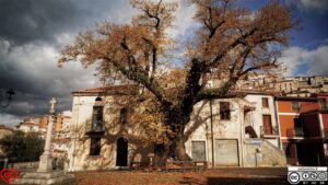 Padula – Un gigante verde custode di secoli di storia.
